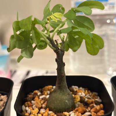 kinkinpy's profile picture. 