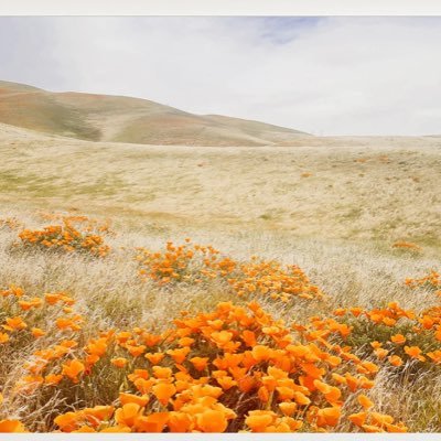 awildflowerhart's profile picture. Wife. Mama. Equality, Character, & Merit.