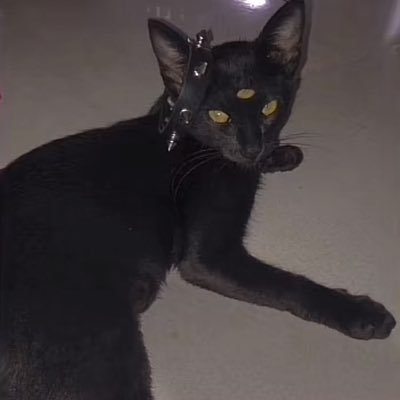 m0rbidkittie's profile picture. 