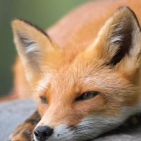 FoxyFantastic (@foxyfantasticeh) 's Twitter Profile