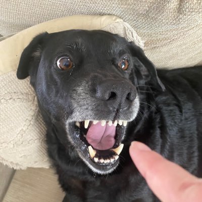 TheRisingRiver's profile picture. Hey! My name is River, I’m 19, and I’m a trans bisexual who loves frogs, Call of Duty, and Dan and Phil! I like drawing, listening to music and gaming 🐸