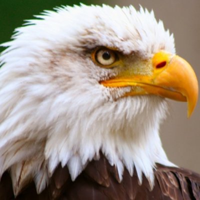 fr33domR1ngz's profile picture. Freedom loving citizen of the USA. Husband, father, small business owner.