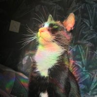 raykuro (@rayshiroo) 's Twitter Profile
