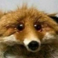 🍉 local mangy stray || GO WATCH TFONE PLEAASEE PL (@trxxstr) 's Twitter Profile Photo 🍉 local mangy stray || GO WATCH TFONE PLEAASEE PL (@trxxstr) 's Twitter Profile Photo