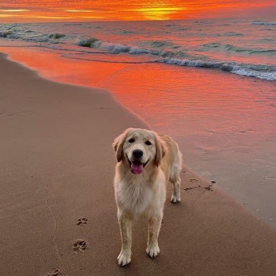 tj93malik's profile picture. 