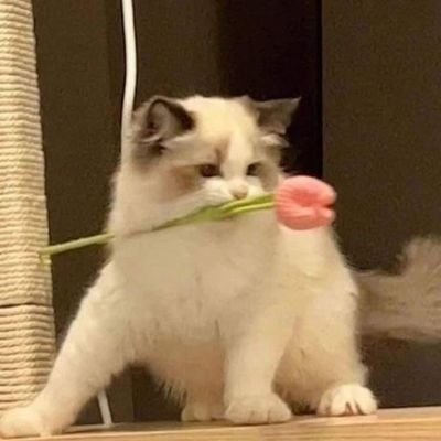 rainni02's profile picture. 23↑ |🐑|🦋 🐕|🖤| EXO 🌼 |🟧| HRK | kαgєчαmα tσвíσ 🫐 | 🐈🐈‍⬛ 🐢🐳🪼| 🌈.