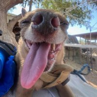 Chihuahua-Louie™️✝️🇺🇲🌵🗽 (@chihuahua_louie) 's Twitter Profile Photo Chihuahua-Louie™️✝️🇺🇲🌵🗽 (@chihuahua_louie) 's Twitter Profile Photo
