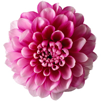 KilgoreGarden's profile picture. Kilgore House & Garden Tour -- Louisville's premier garden tour.  2015 Tour dates are May 16 - 27.