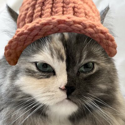 $CWIF cats Profile