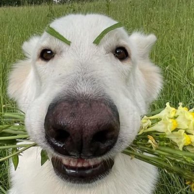 ttdaisacaralho's profile picture. vai curiar o cu da tua mãe