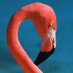 Flamingo Flynn (@flamingoflynn) Twitter profile photo Flamingo Flynn (@flamingoflynn) Twitter profile photo