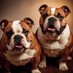 Bulldogs Fans Club (@bullyclub40873) Twitter profile photo Bulldogs Fans Club (@bullyclub40873) Twitter profile photo