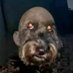 Murphy (@big_murphy_pog) Twitter profile photo Murphy (@big_murphy_pog) Twitter profile photo