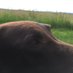 Odenwald-Dogwalker (@skapabenz) Twitter profile photo Odenwald-Dogwalker (@skapabenz) Twitter profile photo