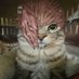 …… (@combat_warrio) Twitter profile photo …… (@combat_warrio) Twitter profile photo