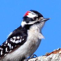 The Woodpecker (@picidaelignum) 's Twitter Profile