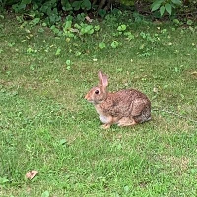 Toxicology -Tufts U. Env. Health. Gardener, weather geek, instrument-rated pilot and science nerd. Risk Assessment. Unrepentant Red Sox fan. Childless cat lady.