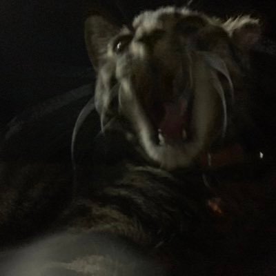 nmnnnn__'s profile picture. かなり優しいです My Goat🐐Piro