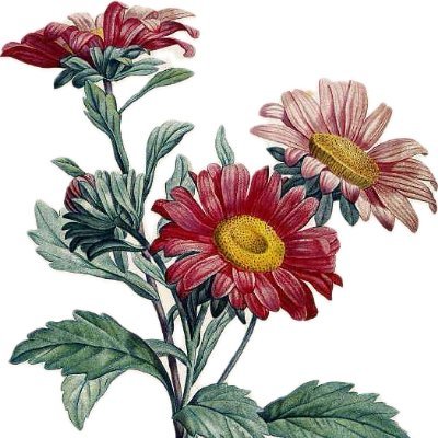 A new journal of poetry, fiction, cnf, & art. Many-petaled & reaching for the sun.