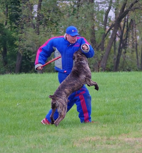 RiptideK9's profile picture. Dog Trainer, PSA East Coast Director of Decoys, MMA fan