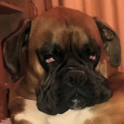 saravananmani_0's profile picture. Meme Guy || Creative Content Creator & Marketer || @syncthesis_ Ambassador @playsomo | $SOMO