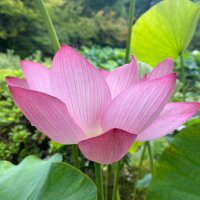 ぽっと出の書家 (@hananomoto_moto) Twitter profile photo