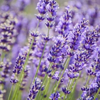 ssr_love4's profile picture. Backup Account