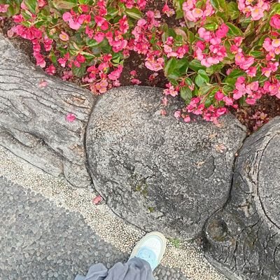 insania12_'s profile picture. ibr