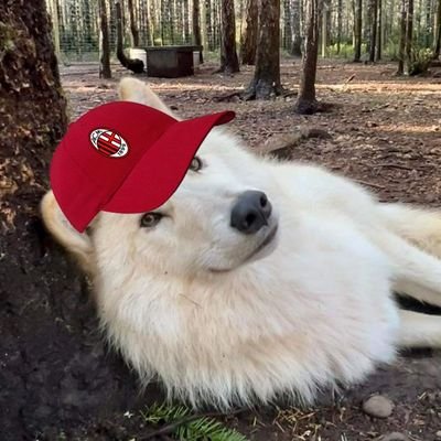 ILFaraone80's profile picture. | Cattiva pelle?! Gli adolescenti normali si preoccupano della brutta pelle, io non ho quel lusso.