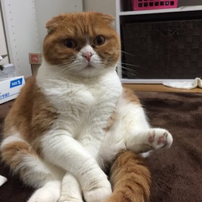 nonno2638's profile picture. 名古屋市の障害年金専門の社会保険労務士です。生涯現役を目指し、定年後に社労士試験を受け資格を取りました。障害年金を専門に活動しています。SNSは初心者ですが、今後障害年金を中心に発信してゆきます。LINE,DMでも無料で質問、ご相談をお受けします。またご依頼もお受けします。報酬は低額に設定しています。