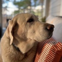 DC (@austinh2odog) 's Twitter Profile