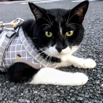 井野祐輔 ゴルフを仕事にしています。目標は、ツアーで兄にバックを担いでもらうことです
ジェフサポ⚽️
千葉県を中心に活動中⛳️
ラウンドレッスンも承ってます🏌️♂️
クロちゃんはゴルフ場で保護した子です
主にクロちゃんの様子とジェフ関係をアップします笑
よろしくお願いします