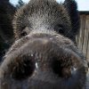 Baron🐗🏴󠁧󠁢󠁳󠁣󠁴󠁿🏳️‍🌈 (@baronboar) Twitter profile photo