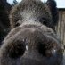 Baron🐗🏴🏳️🌈 (@baronboar) Twitter profile photo Baron🐗🏴🏳️🌈 (@baronboar) Twitter profile photo