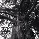 Ruth Pringle - @ruthholistic - Twitter