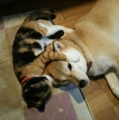 バス釣り、ボウリング、筋トレが趣味の某私鉄バス運転士🚍️
柴犬さくら(13歳)と三毛猫あんず(8歳)ともどもよろしくお願いします🙇
無言フォロー大歓迎です👍