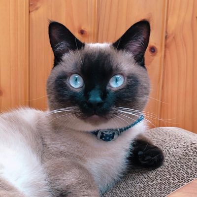 山羊座 / B型 / INTJ / 猫🐈⬛ / 星野源 / 三浦大知 / KingGnu / BTS / SEVENTEEN / BOYNEXTDOOR / HYBE推し /