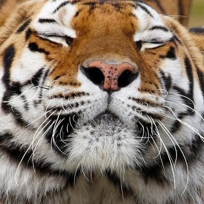 magok_pine's profile picture. Investing in 1) In a Revolutionary industry 2) Having a Deep moat 3) Traded at a Fair price $TSLA $BE