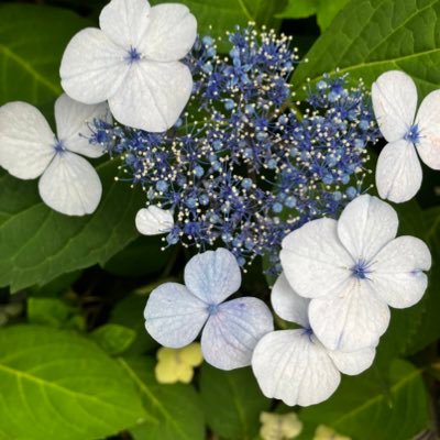 marina23she's profile picture. 7月1日から #SHElikes 受講中です！ #シーメイト さんと繋がりたい '93アラサー | webデザイン✨️  無言フォロー失礼します。