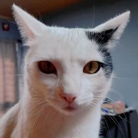 Pao (@flordelotonor) 's Twitter Profile Photo Pao (@flordelotonor) 's Twitter Profile Photo
