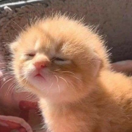 anadospatos's profile picture. come a little closer, then you'll see