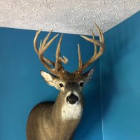 IlPinecone (@ilpinecone) 's Twitter Profile