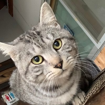 shosinsya3's profile picture. 