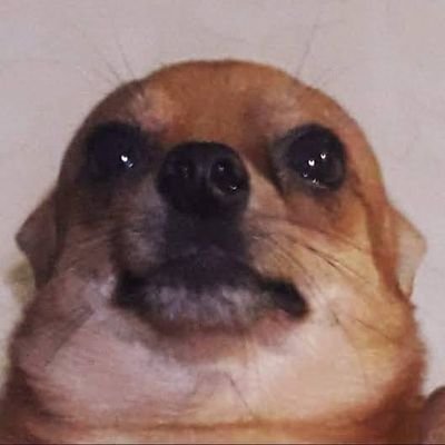 noder113's profile picture. Noob Coder