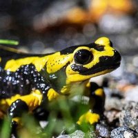 lurchi 🦎 (@grotteniurch) 's Twitter Profile