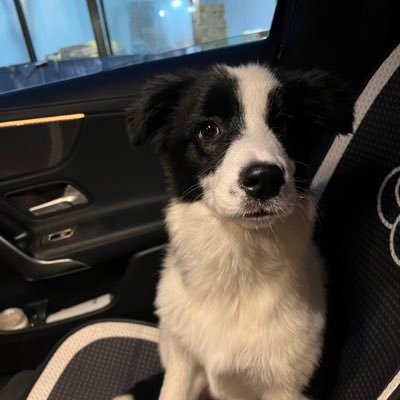 猫奴🐱 & 狗控🐶 | 与毛孩子们分享我的生活” Cat lover 🐱 & Dog enthusiast 🐶 | Sharing my life with my furry friends”