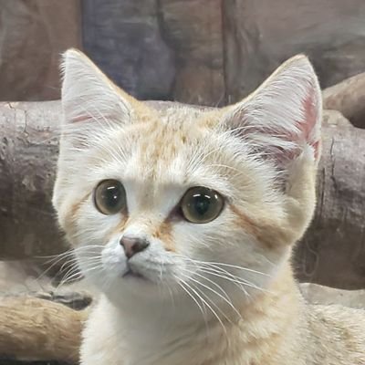 Cat2086772's profile picture. スナネコ、ツシマヤマネコなど
ネコ科の野生動物が好きです。