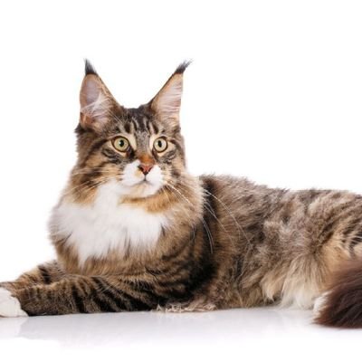 omLGwznxIl48355's profile picture. 猫/銃器/自動車/軍事/Vtuberが好き。
サブ垢→@mainecoon_sub