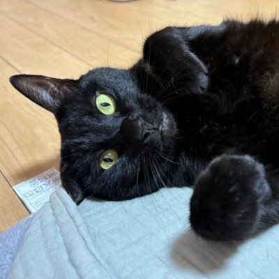 nogln's profile picture. 初めまして 、嵐の翔くん、BIGBANG のヨンベ、テソン、バンタンのジミン、ユンギ、浜崎あゆみのファンです♡ 黒猫２匹飼ってます☆メス猫クロちゃんとオス猫のチョコくん😽仲良しの兄妹♡ 趣味はライブ、岩盤浴♡