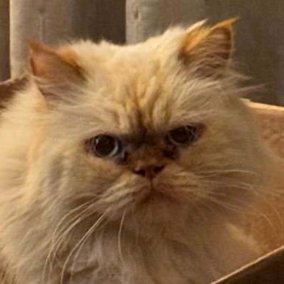 🐈 gobernadores del mundo